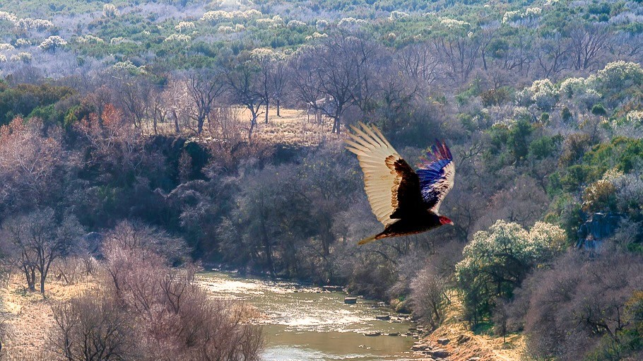 A turkey vulture (Cathartes aura) in flight in Colorado Bend State Park in San Saba County, Texas, United States by G. Lamar is licensed under CC BY 2.0